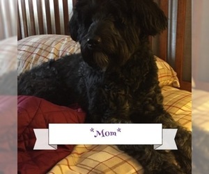 Mother of the Labradoodle puppies born on 09/21/2019