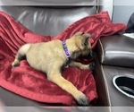 Small Photo #102 Belgian Malinois Puppy For Sale in REESEVILLE, WI, USA