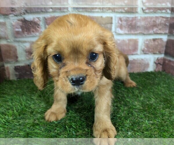 Medium Photo #12 Cavalier King Charles Spaniel Puppy For Sale in MOBERLY, MO, USA
