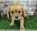Small #11 Cavalier King Charles Spaniel