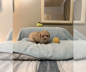 Poodle (Toy)-Yorkshire Terrier Mix Puppy for sale in BENSON, NC, USA