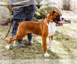 Small #6 Boxer