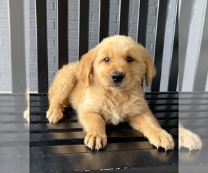 Golden Retriever Puppy for sale in FRANKLIN, IN, USA