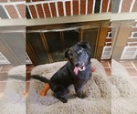 Small #1 Border Collie Mix