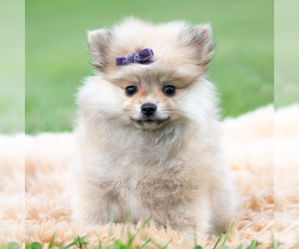 Medium Photo #88 Pomeranian Puppy For Sale in WARSAW, IN, USA