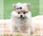 Puppy Amelia AKC Pomeranian