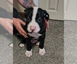 Small #2 American Bulldog
