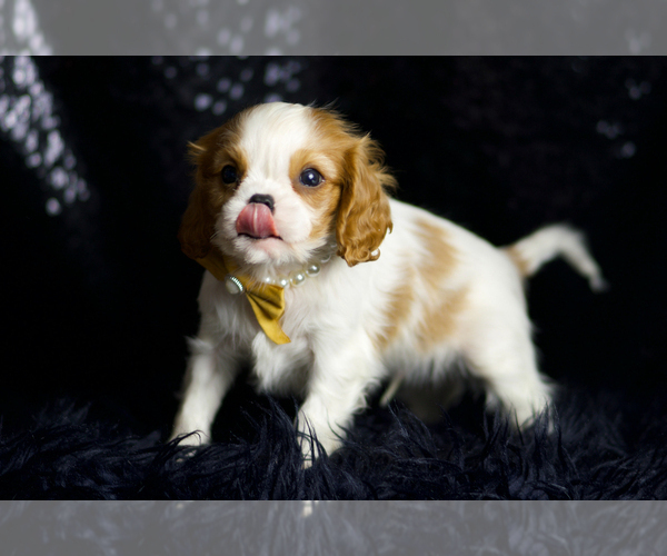 Medium Photo #5 Cavalier King Charles Spaniel Puppy For Sale in WARSAW, IN, USA