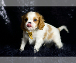 Small #4 Cavalier King Charles Spaniel