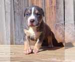 Small Photo #8 American Bully Puppy For Sale in PHOENIX, AZ, USA