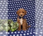 Small Photo #2 Miniature Labradoodle Puppy For Sale in NOTTINGHAM, PA, USA
