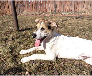 Jack Russell Terrier-Unknown Mix Dogs for adoption in St. Louis Park, MN, USA