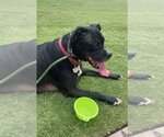 Small #4 Labrador Retriever-Staffordshire Bull Terrier Mix