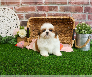 Shih Tzu Puppy for sale in SYRACUSE, IN, USA