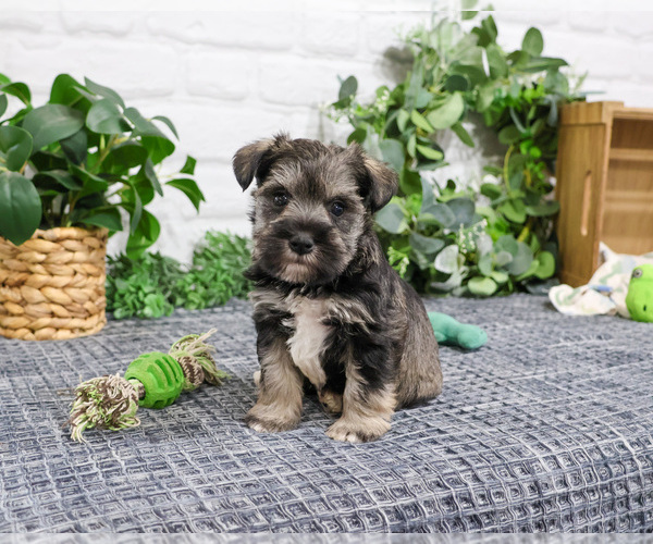 Medium Photo #4 Schnauzer (Miniature) Puppy For Sale in SYRACUSE, IN, USA