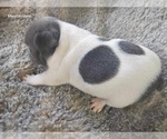 Small #5 French Bulldog