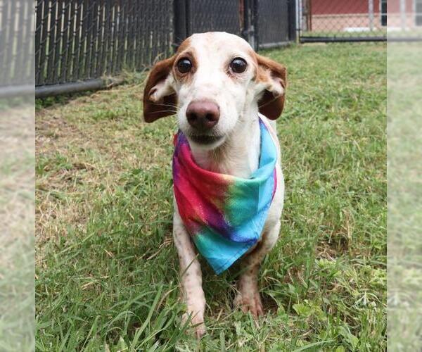 Medium Photo #1 Dachshund-Unknown Mix Puppy For Sale in San Antonio, TX, USA
