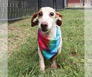 Dachshund-Unknown Mix Dogs for adoption in San Antonio, TX, USA
