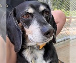 Small #3 Beagle