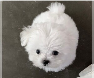 Maltese Puppy for sale in DELTONA, FL, USA