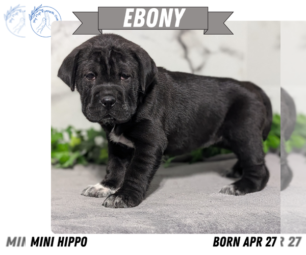 Medium Photo #55 Cocker-Pei Puppy For Sale in GOSHEN, IN, USA