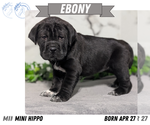 Small Photo #55 Cocker-Pei Puppy For Sale in GOSHEN, IN, USA