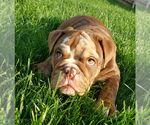 Small Photo #8 Bulldog Puppy For Sale in PASCO, WA, USA