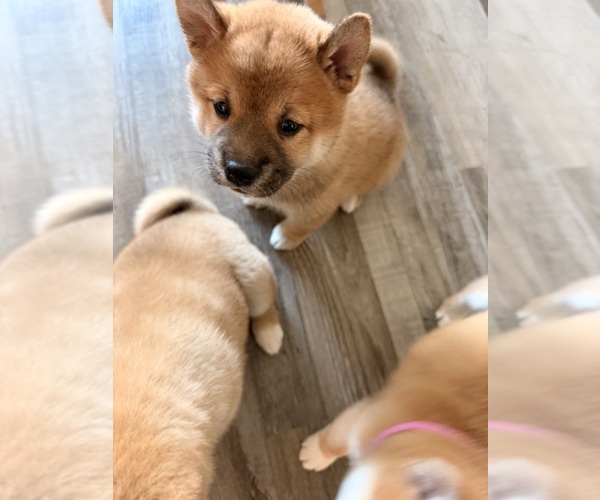 Medium Photo #7 Shiba Inu Puppy For Sale in COHUTTA, GA, USA