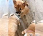 Small Photo #7 Shiba Inu Puppy For Sale in COHUTTA, GA, USA