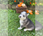 Small Photo #10 Siberian Husky Puppy For Sale in EAST HERKIMER, NY, USA