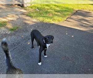 Labrador Retriever Dogs for adoption in Houston, TX, USA