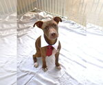 Small American Pit Bull Terrier Mix
