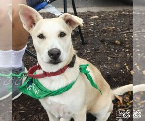 Issa - Female Australian Shepherd-Unknown Mix Dog for Adoption