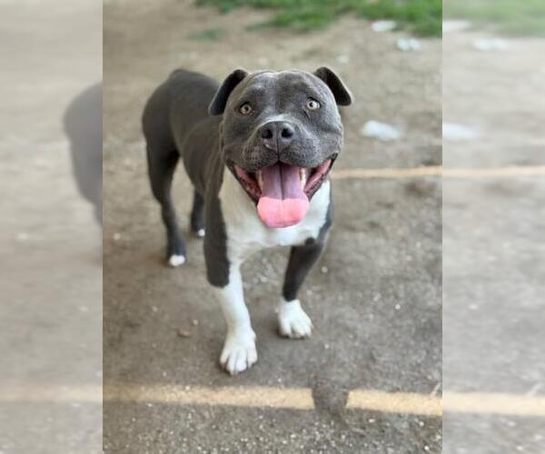 Medium Photo #2 American Pit Bull Terrier-Unknown Mix Puppy For Sale in Riverside, CA, USA