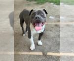 Small #1 American Pit Bull Terrier Mix