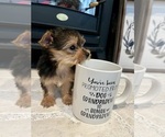 Small #4 -Yorkshire Terrier Mix