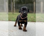 Small #6 Doberman Pinscher