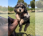 Small Photo #4 Bernedoodle-Golden Mountain Dog Mix Puppy For Sale in DAVIS, CA, USA