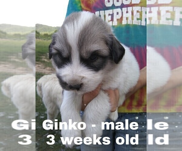 Medium Photo #5 Great Pyrenees Puppy For Sale in HILLSVILLE, VA, USA