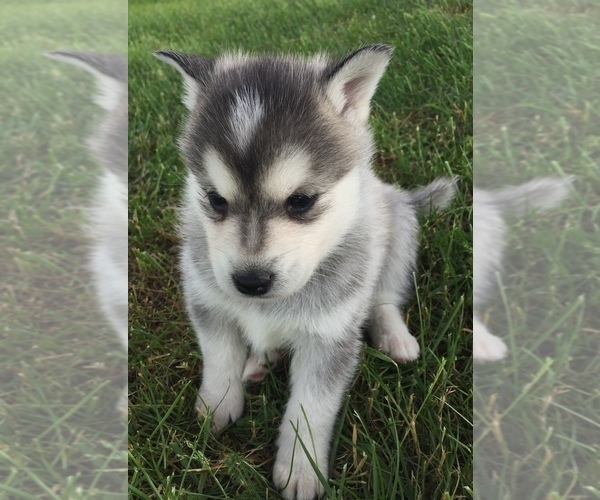 Medium Photo #16 Alaskan Klee Kai Puppy For Sale in WINCHESTER, OH, USA