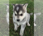 Small Photo #16 Alaskan Klee Kai Puppy For Sale in WINCHESTER, OH, USA