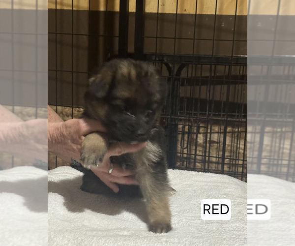 Medium Photo #233 German Shepherd Dog Puppy For Sale in LA FAYETTE, NY, USA