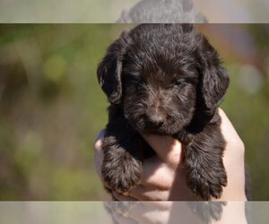 Labradoodle Puppy for sale in MURFREESBORO, TN, USA