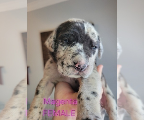 Medium Photo #4 Daniff-Neapolitan Mastiff Mix Puppy For Sale in MONTEVIEW, ID, USA