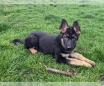 Small Photo #7 German Shepherd Dog Puppy For Sale in OAK GROVE, OR, USA