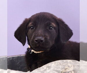 Border Collie-Unknown Mix Dogs for adoption in Sheridan, CO, USA