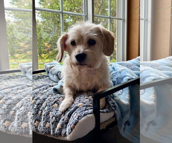 Medium Photo #5 Dachshund-Unknown Mix Puppy For Sale in St. Louis Park, MN, USA