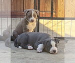 Small #4 Labrador Retriever Mix