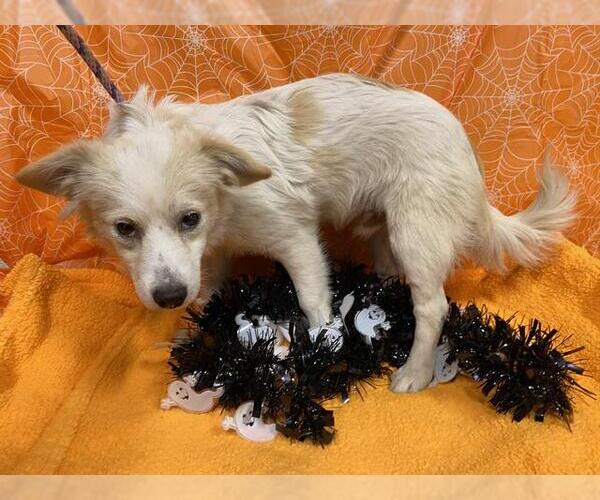 Medium Photo #1 Chihuahua-Unknown Mix Puppy For Sale in Modesto, CA, USA