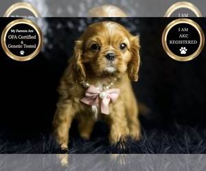 Medium Cavalier King Charles Spaniel